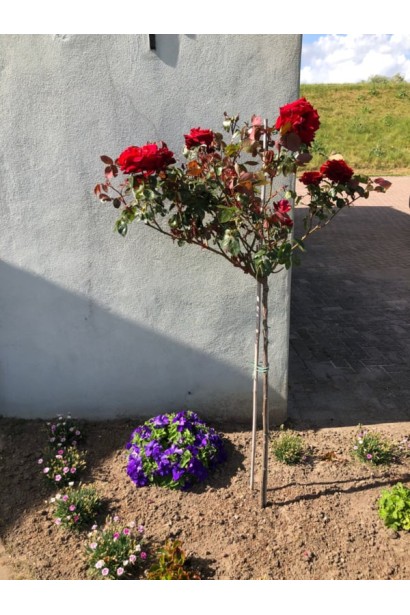 Троянда Ред Вельвет на штамбі в ландшафті